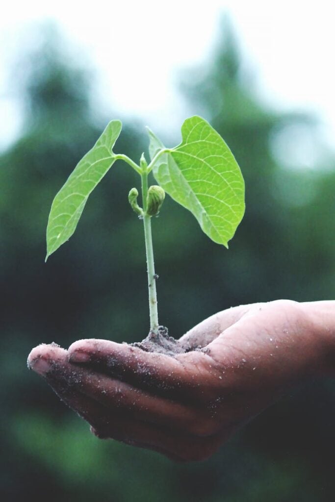 pexels-photo-1072824-1072824 A young sapling held in hands symbolizes growth and sustainability.